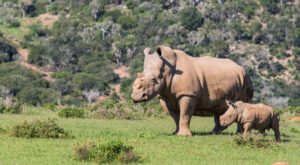Thandi and her calf